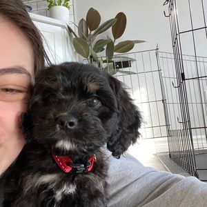 Meet your Posher, Ally